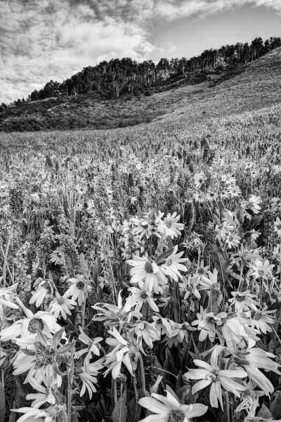 Colorado Wildflowers cover hillside